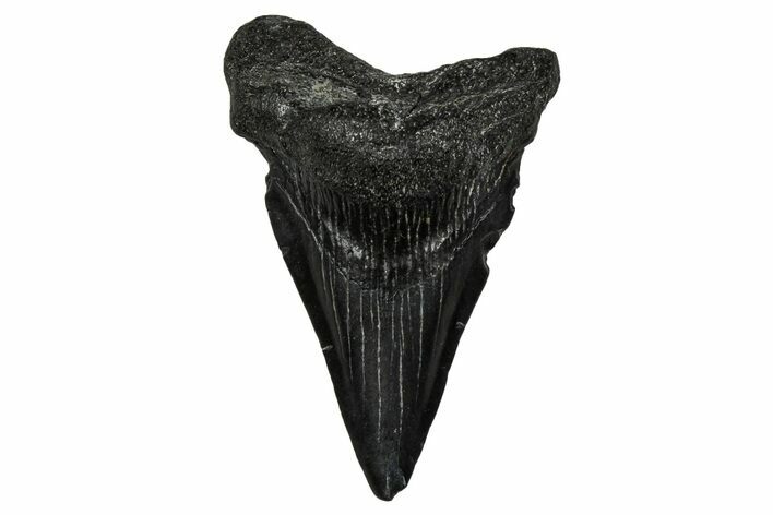 Juvenile Megalodon Tooth - South Carolina #340646